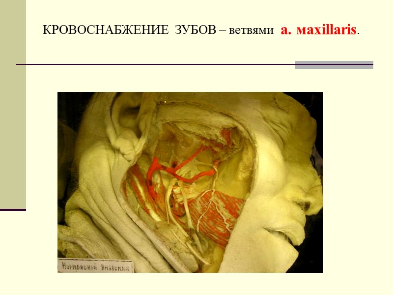 КРОВОСНАБЖЕНИЕ  ЗУБОВ – ветвями  а. мaxillaris.